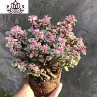 封后金枝玉叶多肉植物盆栽花卉四季开花办公室内阳台绿植 雅乐之舞大盆(10颗左右) 带盆栽好