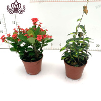 封后铁海棠盆栽虎刺梅带红色花苞室内外桌面阳台庭院花卉四季开花 铁海棠90#+黄金洛石 含盆