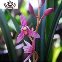 封后建兰 红花 红芽先明红艺 室内客厅阳台绿植盆栽花卉 红花3苗连体 不含盆