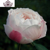 封后玫瑰花盆栽老桩四季开花浓香型室内花卉室外观赏大花蓝色妖姬花苗 10年苗2颗+生根粉+肥+盆欧格夫人 含盆