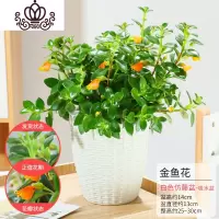 封后金鱼吊兰花卉盆栽室内绿植好养客厅阳台四季常青水培植物 仿藤白-金鱼花 带盆栽好