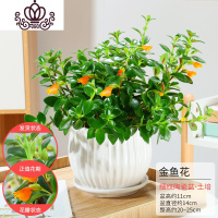 封后金鱼吊兰花卉盆栽室内绿植好养客厅阳台四季常青水培植物 细纹陶瓷盆-金鱼花 带盆栽好