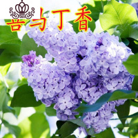 封后庭院地栽耐寒花卉树苗阳台盆栽植物丁香花苗室内外开花绿植 喜马丁香花4年苗丛生 不含盆