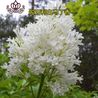 封后庭院地栽耐寒花卉树苗阳台盆栽植物丁香花苗室内外开花绿植 白马丁香花4年苗丛生 不含盆