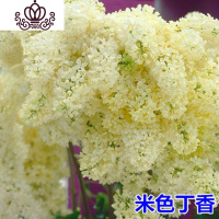 封后庭院地栽耐寒花卉树苗阳台盆栽植物丁香花苗室内外开花绿植 米色丁香花4年苗丛生 不含盆