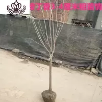 封后庭院地栽耐寒花卉树苗阳台盆栽植物丁香花苗室内外开花绿植 嫁接独杆4厘米粗高1.2米高 不含盆