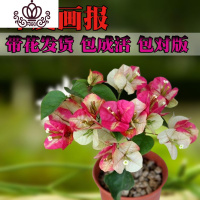 封后三角梅盆栽花卉植物室内嫁接多色巴西爬藤三角梅带花发货四季开花 印度画报大苗高度40-50cm剪盆口发货 带盆栽好