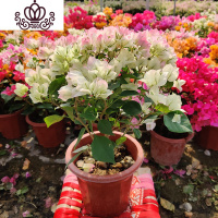 封后三角梅盆栽花卉植物室内嫁接多色巴西爬藤三角梅带花发货四季开花 绿樱大苗高度40-50cm剪盆口发货 带盆栽好
