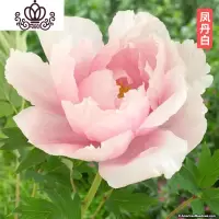 封后芍药花苗庭院花卉四季开花易活芍药根块带芽室内盆栽室外庭院植物 S11[凤丹白] 不含盆