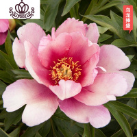 封后芍药花苗庭院花卉四季开花易活芍药根块带芽室内盆栽室外庭院植物 S3[乌龙棒盛] 不含盆