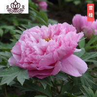 封后芍药花苗庭院花卉四季开花易活芍药根块带芽室内盆栽室外庭院植物 S5[雪桂] 不含盆