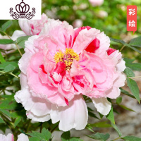 封后芍药花苗庭院花卉四季开花易活芍药根块带芽室内盆栽室外庭院植物 S8[彩绘] 不含盆