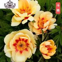 封后芍药花苗庭院花卉四季开花易活芍药根块带芽室内盆栽室外庭院植物 金色S9[斗艳] 不含盆