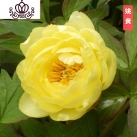 封后芍药花苗庭院花卉四季开花易活芍药根块带芽室内盆栽室外庭院植物 黄色S6[姚黄] 不含盆