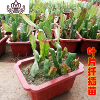 封后花卉室内绿植仙人多肉植物粉色令箭荷花苗盆栽 叶片插苗 带根发货 令箭荷花一棵 不含盆