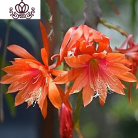 封后花卉室内绿植仙人多肉植物粉色令箭荷花苗盆栽 叶片插苗 带根发货 令箭荷花(橘色) 不含盆