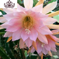 封后花卉室内绿植仙人多肉植物粉色令箭荷花苗盆栽 叶片插苗 带根发货 令箭荷花(清新) 不含盆