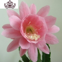 封后花卉室内绿植仙人多肉植物粉色令箭荷花苗盆栽 叶片插苗 带根发货 令箭荷花(粉红) 不含盆