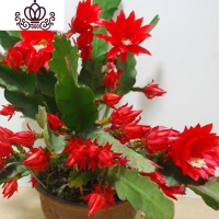 封后花卉室内绿植仙人多肉植物粉色令箭荷花苗盆栽 叶片插苗 带根发货 令箭荷花(红衣) 不含盆