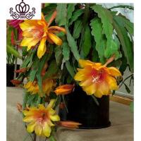 封后花卉室内绿植仙人多肉植物粉色令箭荷花苗盆栽 叶片插苗 带根发货 令箭荷花(金黄) 不含盆