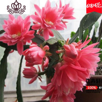 封后花卉室内绿植仙人多肉植物粉色令箭荷花苗盆栽 叶片插苗 带根发货 带根令箭荷花(心怡) 不含盆