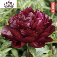 封后芍药花苗庭院花卉四季开花易活芍药根块带芽室内盆栽室外庭院植物 S12[冠世墨玉] 不含盆