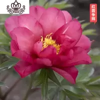 封后芍药花苗庭院花卉四季开花易活芍药根块带芽室内盆栽室外庭院植物 S14[红霞争辉] 不含盆