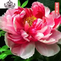 封后芍药花苗庭院花卉四季开花易活芍药根块带芽室内盆栽室外庭院植物 S15[娇容三变] 不含盆