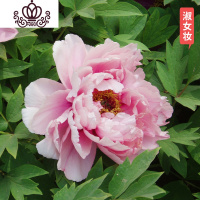 封后芍药花苗庭院花卉四季开花易活芍药根块带芽室内盆栽室外庭院植物 S21[淑女妆] 不含盆