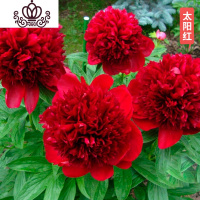 封后芍药花苗庭院花卉四季开花易活芍药根块带芽室内盆栽室外庭院植物 S22[太阳红] 不含盆