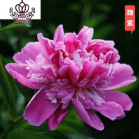 封后芍药花苗庭院花卉四季开花易活芍药根块带芽室内盆栽室外庭院植物 S24[魏紫] 不含盆