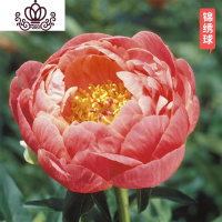 封后芍药花苗庭院花卉四季开花易活芍药根块带芽室内盆栽室外庭院植物 卡其色S17[锦绣球] 不含盆