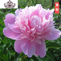 封后芍药花苗庭院花卉四季开花易活芍药根块带芽室内盆栽室外庭院植物 巧克力色S19[鲁粉] 不含盆