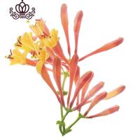 封后耐寒金银花树苗盆栽鸳鸯藤室内浓香花卉阳台庭院四季常青爬藤植物 推荐/7年苗拍下备注品种] 不含盆