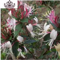 封后耐寒金银花树苗盆栽鸳鸯藤室内浓香花卉阳台庭院四季常青爬藤植物 推荐/彩金金银花4年苗 不含盆