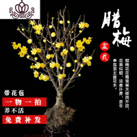 封后腊梅盆栽带花苞梅花老桩树苗红梅盆景花卉四季耐寒植物室内外花苗 20年红梅(当年开花)实物挑选 不含盆