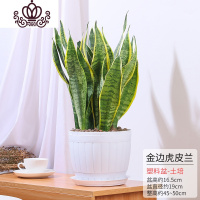 封后虎皮兰盆栽植物室内客厅观叶花卉净化空气四季常青绿植金边虎尾兰 仿木桶盆-特大盆金边虎皮兰 带盆栽好