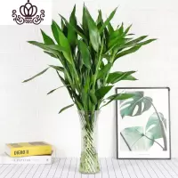 封后室内水养植物水培富贵竹观音竹绿植盆栽竹节节高客厅花卉 富贵竹10支 不含盆