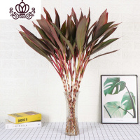 封后室内水养植物水培富贵竹观音竹绿植盆栽竹节节高客厅花卉 紫竹10支 不含盆