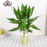 封后室内水养植物水培富贵竹观音竹绿植盆栽竹节节高客厅花卉 观音竹3支+塑料简易盆 不含盆