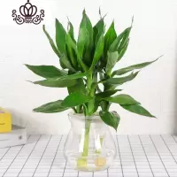 封后室内水养植物水培富贵竹观音竹绿植盆栽竹节节高客厅花卉 观音竹3支+玻璃盆 不含盆