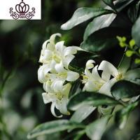 封后九里香花苗带花室内外四季植物客厅净化空气飘香九里盆栽花卉 6年苗[开花挺多的] 不含盆