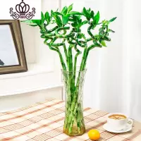 封后富贵竹水培养四季植物竹室内绿植花卉客厅观音竹盆栽 [竹]50厘米10棵 不含盆