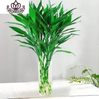 封后富贵竹水培养四季植物竹室内绿植花卉客厅观音竹盆栽 富贵竹80厘米10棵[家用] 不含盆