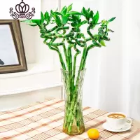 封后富贵竹水培养四季植物竹室内绿植花卉客厅观音竹盆栽 竹50厘米8棵+螺纹花瓶 不含盆