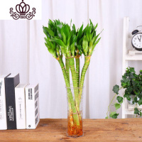 封后富贵竹水培植物盆栽绿植花卉室内花客厅水养绿萝大叶竹 5枝龙竹+六角玻璃瓶 不含盆