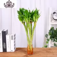 封后富贵竹水培植物盆栽绿植花卉室内花客厅水养绿萝大叶竹 5枝龙竹+六角玻璃瓶 不含盆