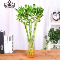 封后富贵竹水培植物盆栽绿植花卉室内花客厅水养绿萝大叶竹 竹6棵+六角玻璃瓶 不含盆