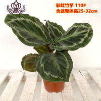 封后竹芋盆栽室内喜植物净化空气青苹果竹芋水养水培花卉观叶绿植 110#青苹果+110#彩虹 不含盆