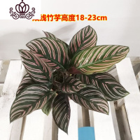 封后竹芋盆栽室内喜植物净化空气青苹果竹芋水养水培花卉观叶绿植 110#青苹果+90#双线 不含盆